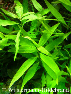 Hygrophila salicifolia Unterwasserform