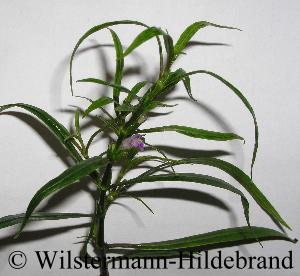 Hygrophila spec.