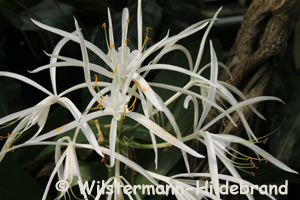 Blüten von Hymenocallis speciosa