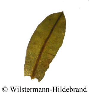 Blatt von Hyophila