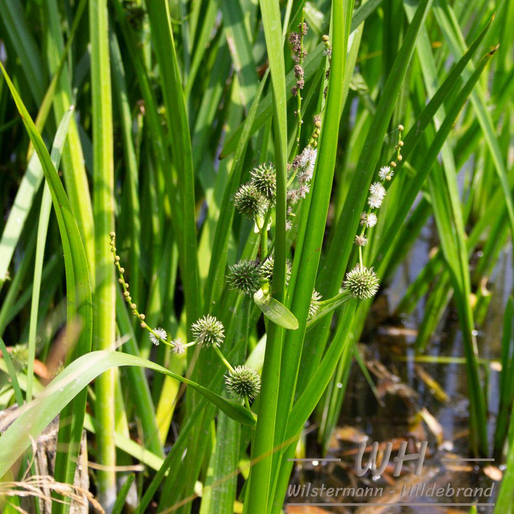 Igelkolben am Kasterer See