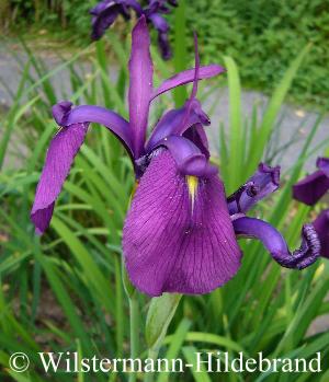 Iris ensata