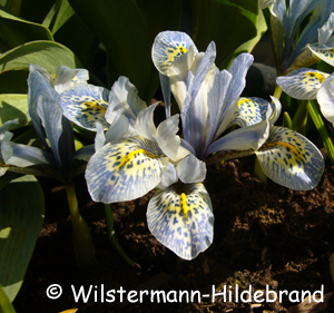 Iris reticulata Katharine Hodgkin