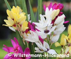 Ixien in verschiednen Farben