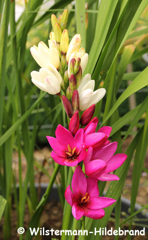 Blüten und Blätter von Ixien