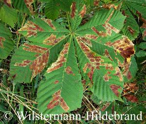 gefingertes Blatt