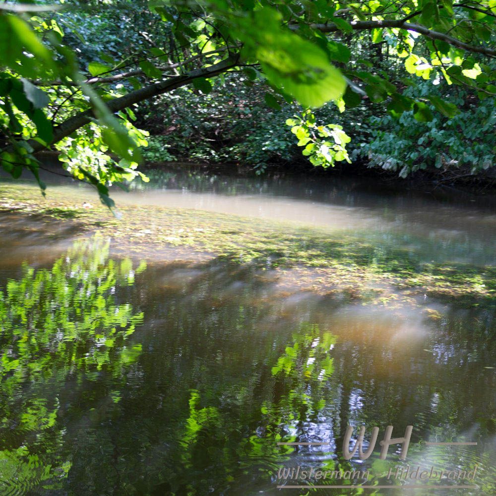 Indischer Wasserfreund in der Kasterer Mühlenerft