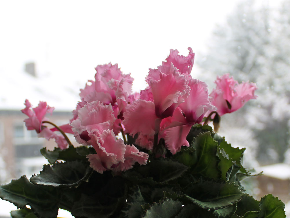 Alpenveilchen Alpenveilchen