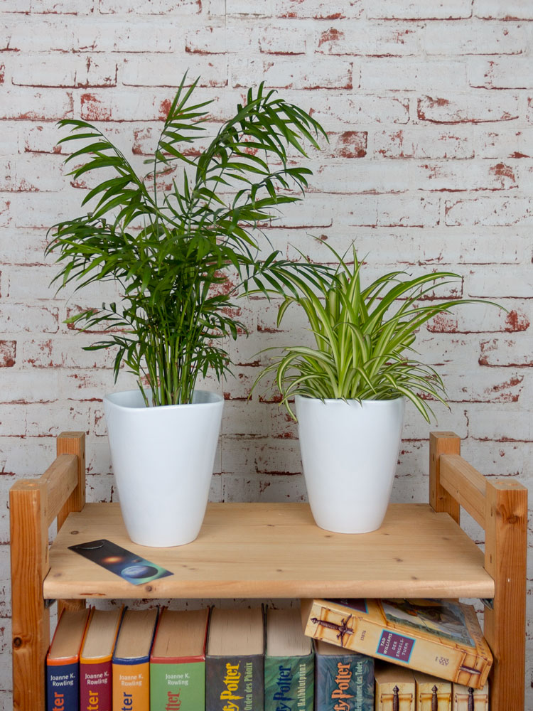 Bergpalme und Grünlilie Zimmerpflanzen