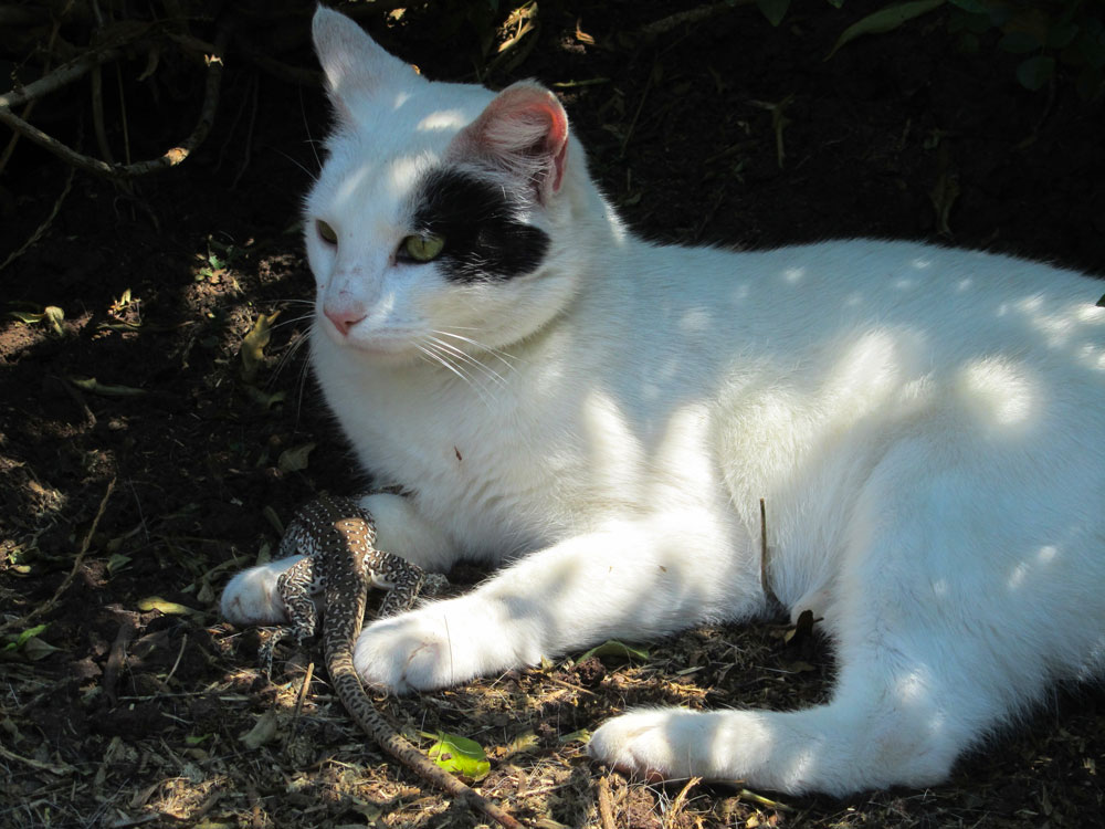 Katze mit Maus