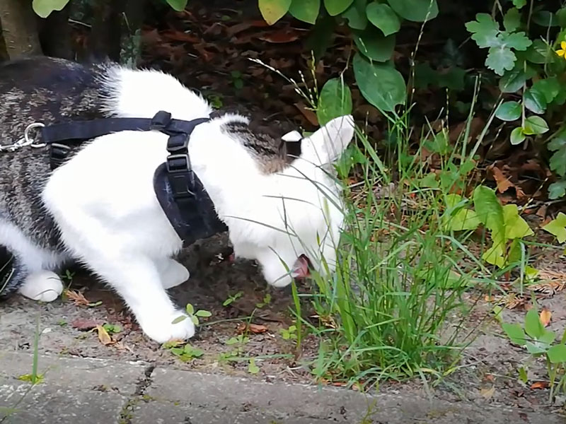 Felix mit Weidelgras Weidelgras