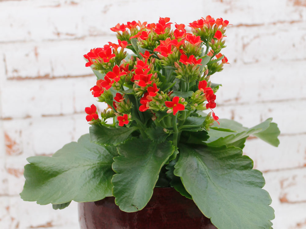 Kalanchoe blossfeldiana Kalanchoe blossfeldiana