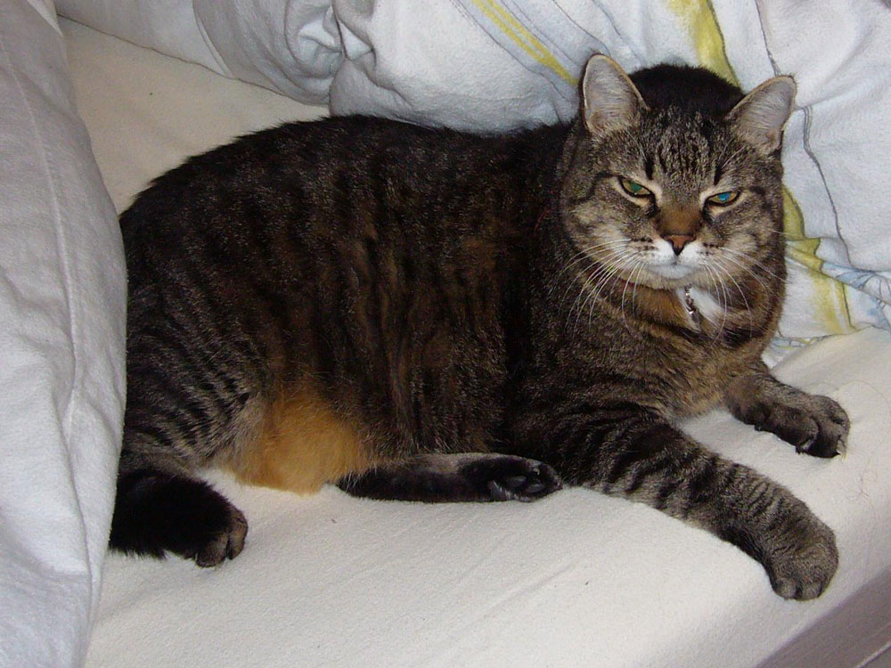 zum Vergrößern klicken Katze mit Adipositas