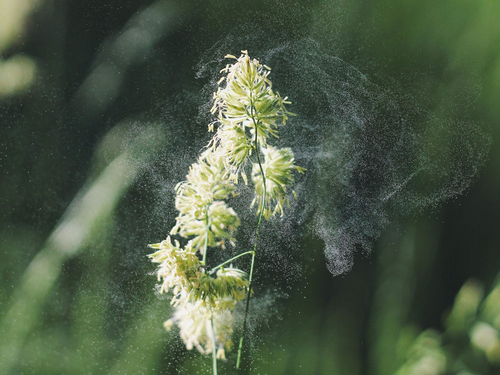 Gräserpollen