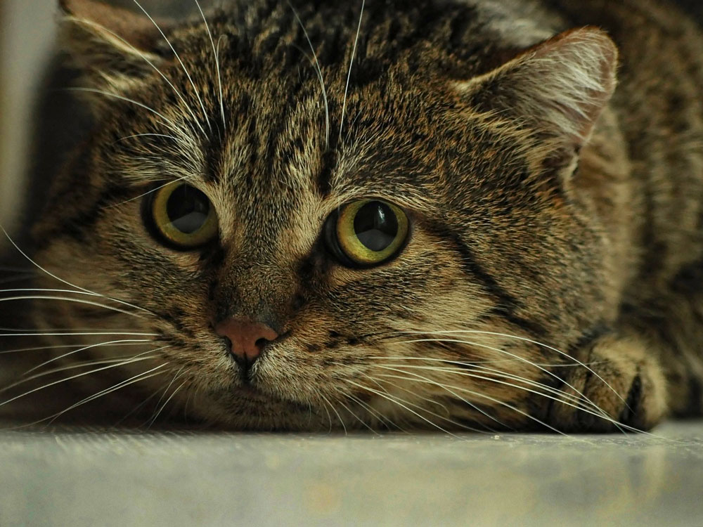 ängstliche Katze