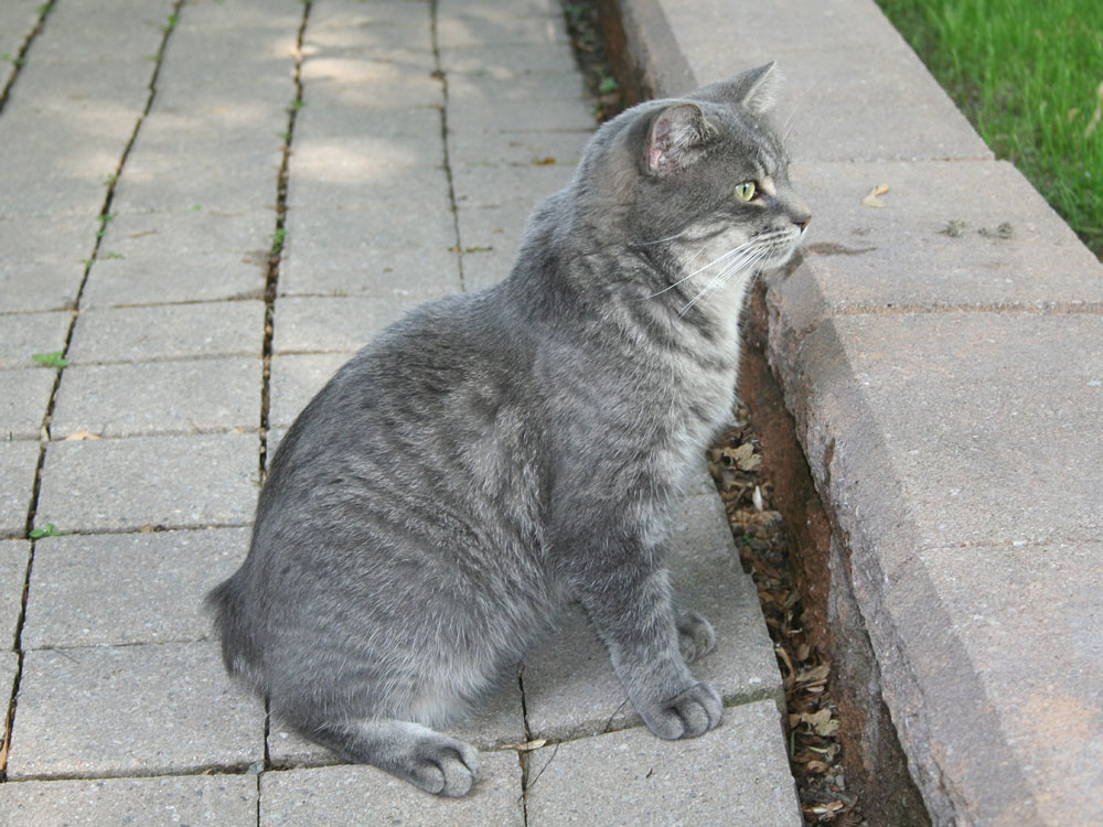 Manx Katze