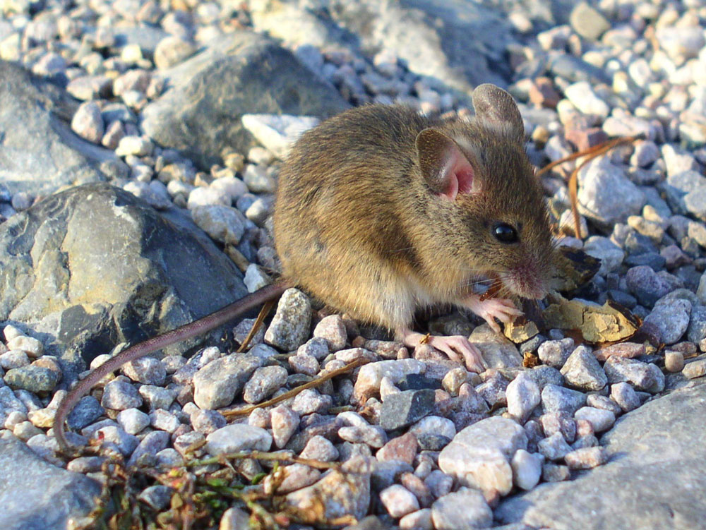 Katze mit Maus