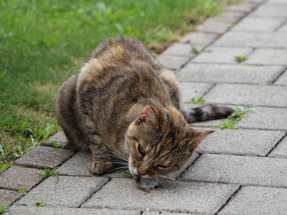 Katze mit Maus