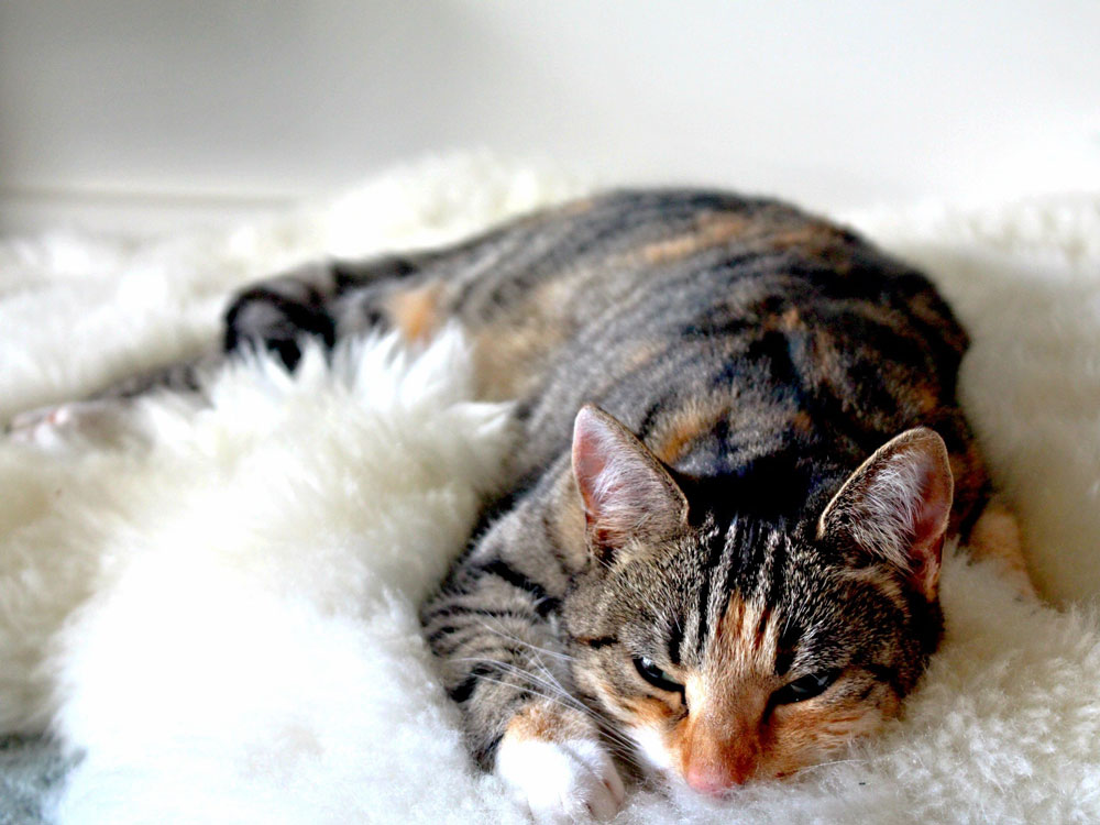 Katze