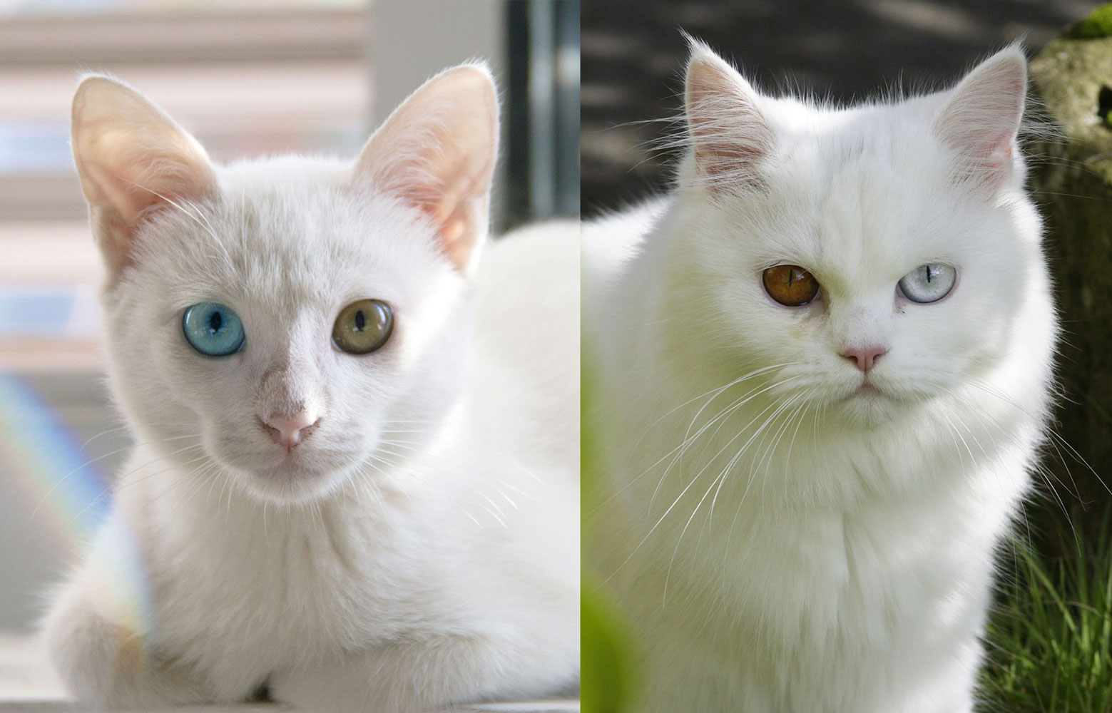 weiße Katzen