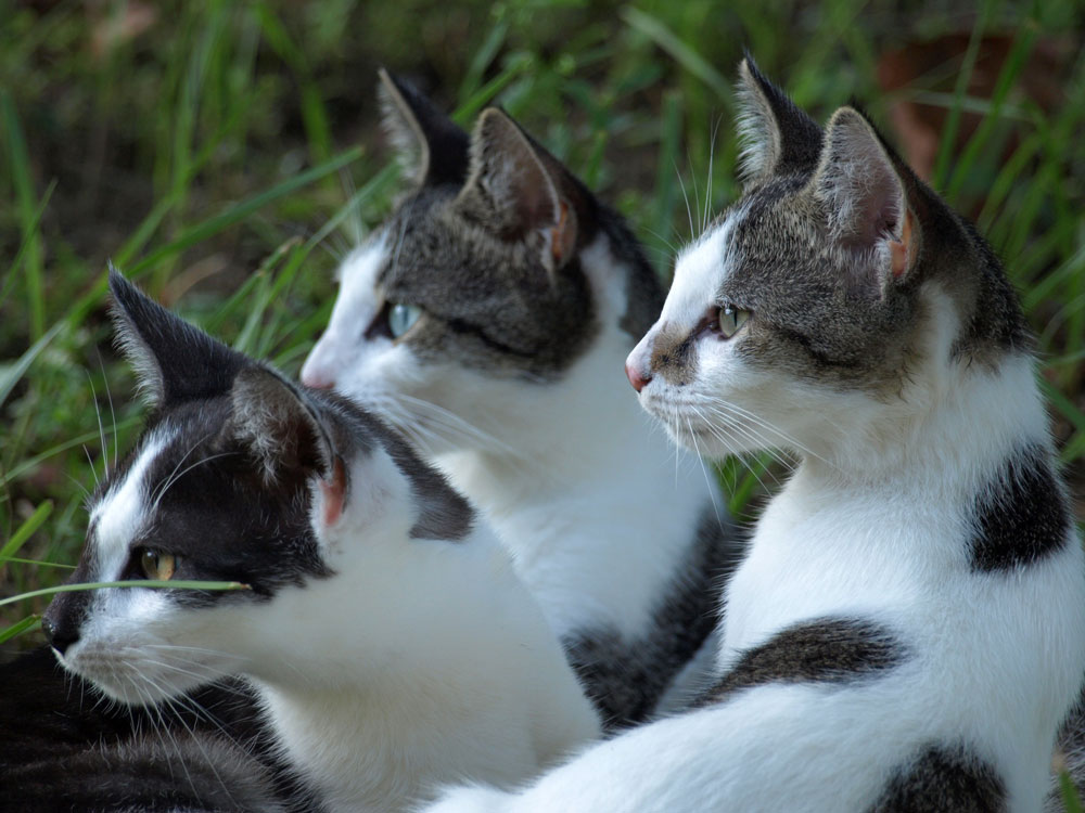 Katzengeschwister