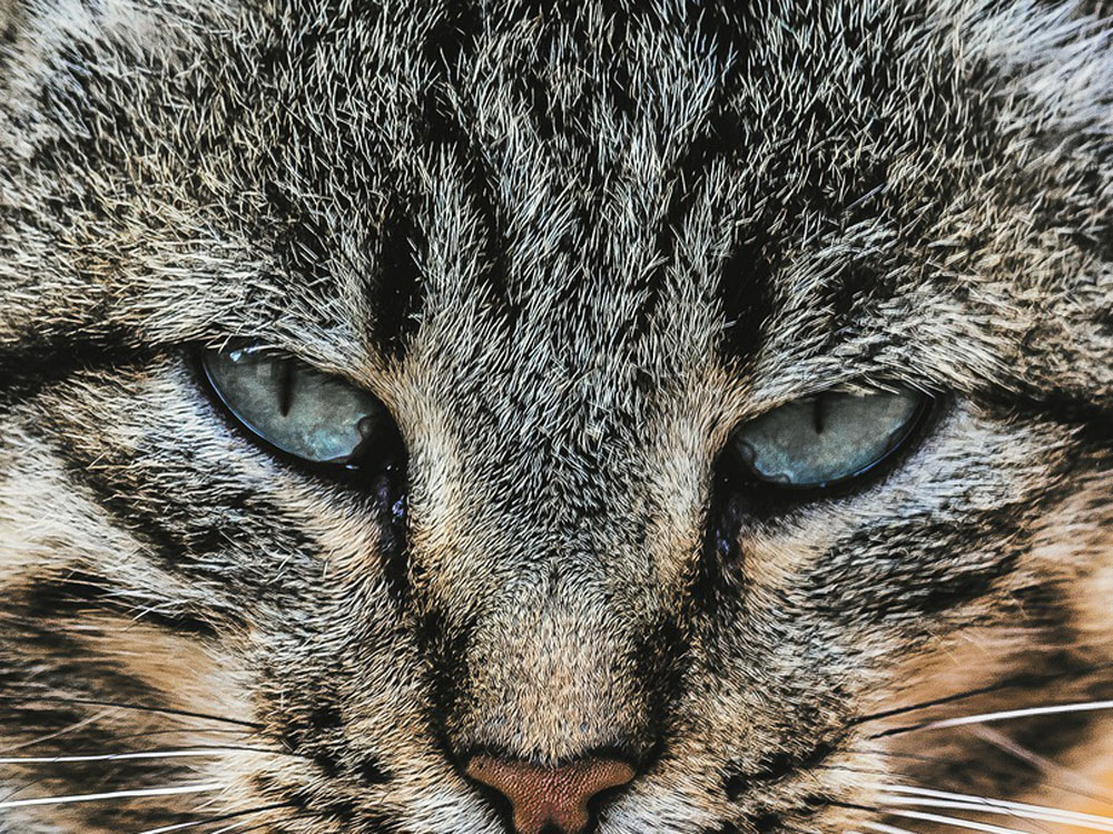 Katzenaugen
