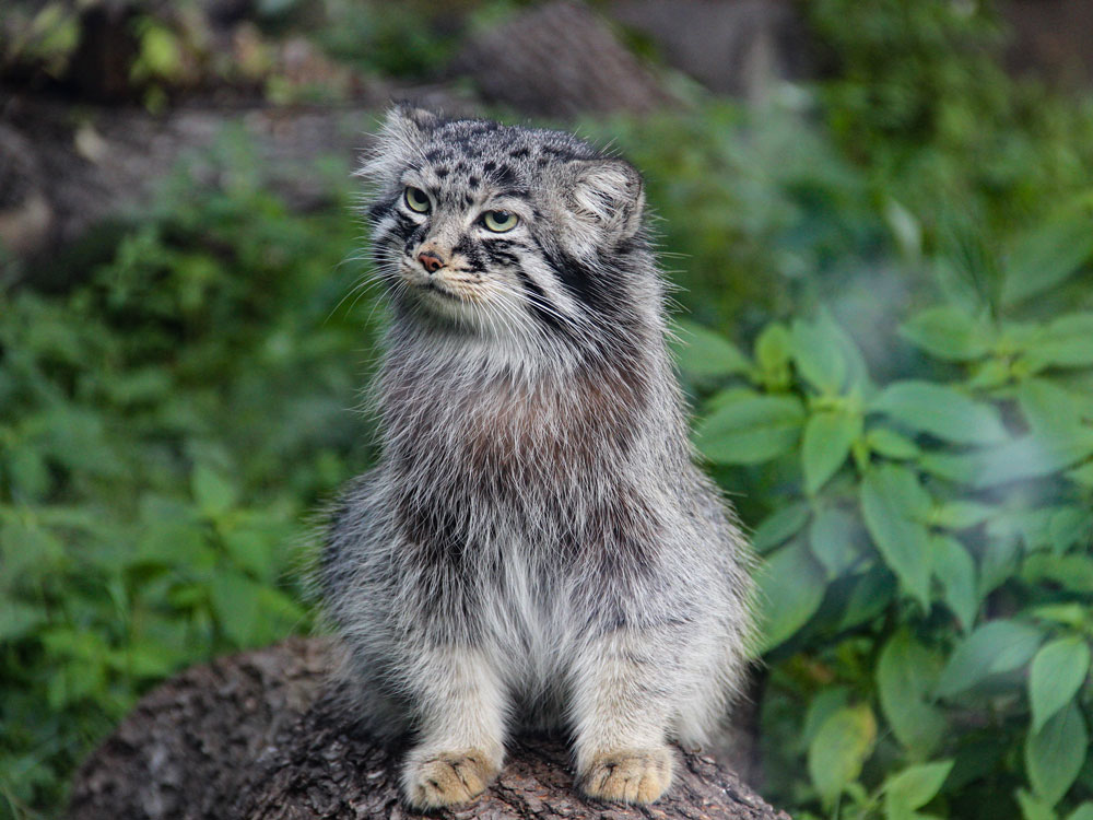 Manul