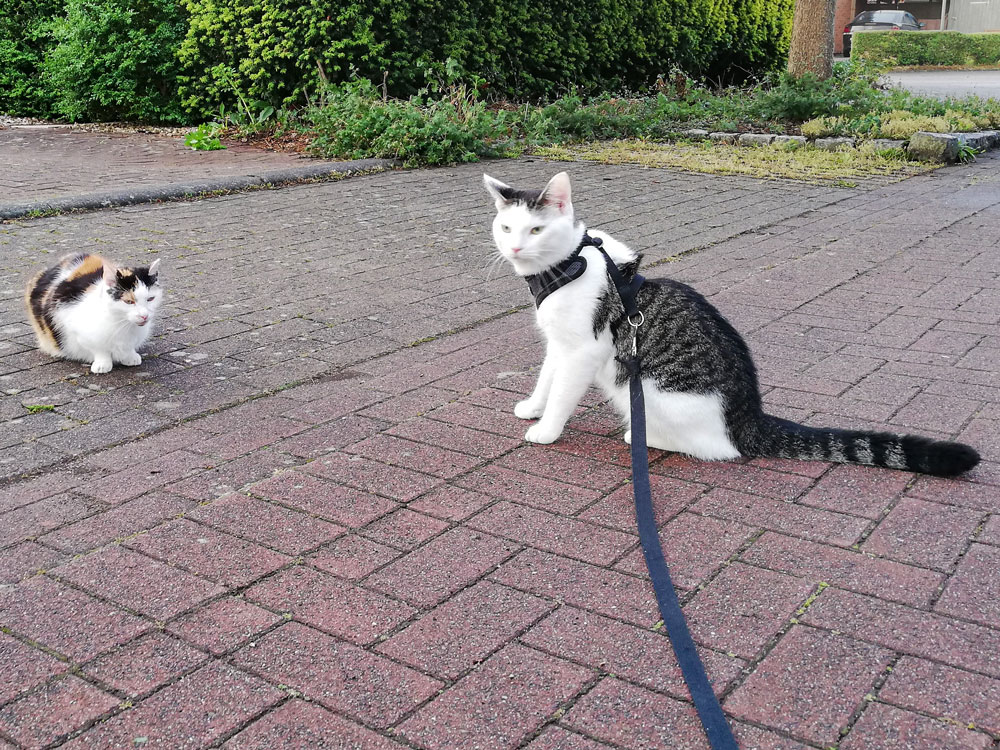 2 Katzen