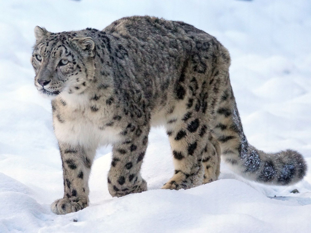Bild von Pixabay Schneeleopoard