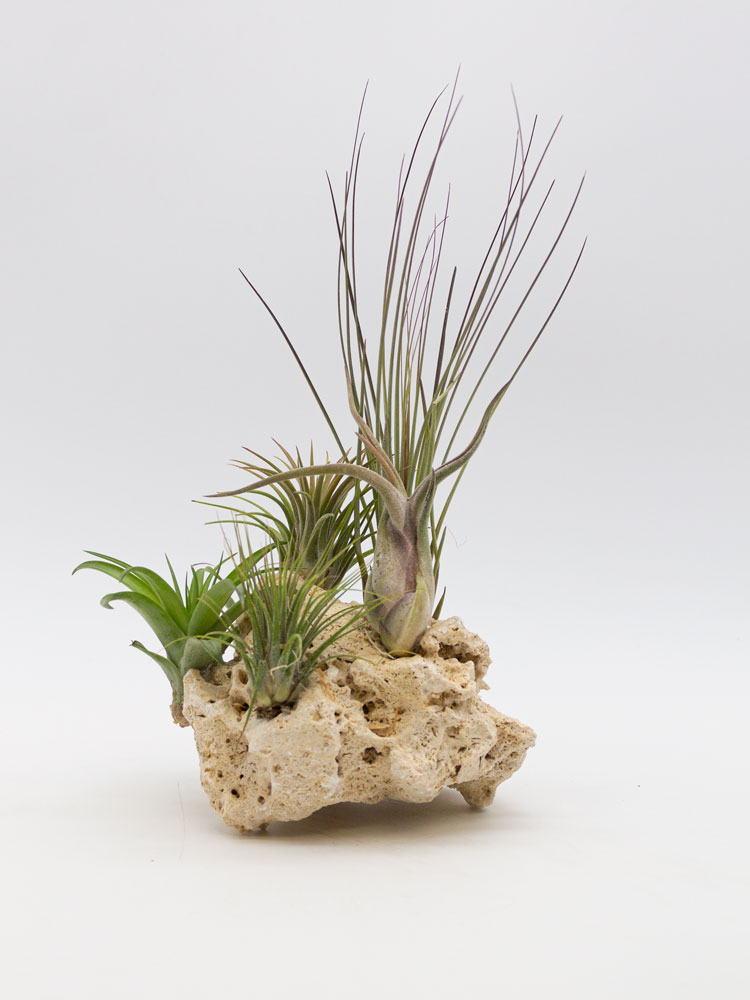 Luftnelken auf einem Stein Tillandsiern