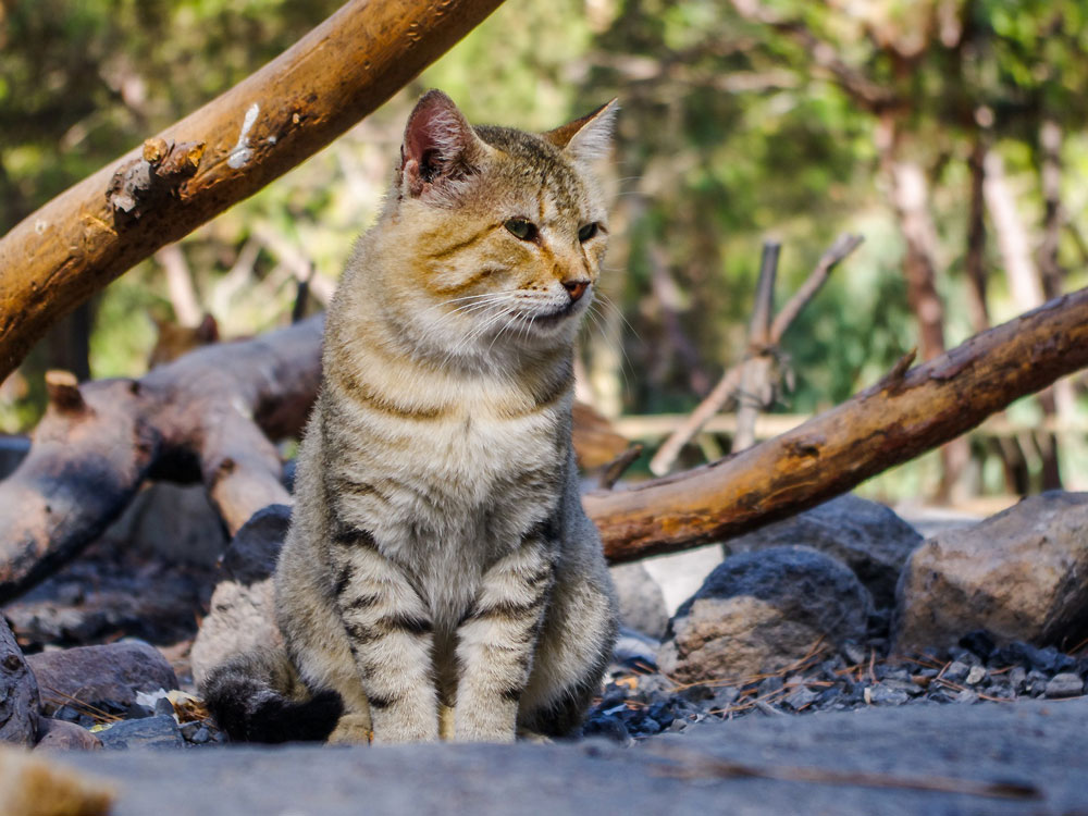 Europäische Wildkatze