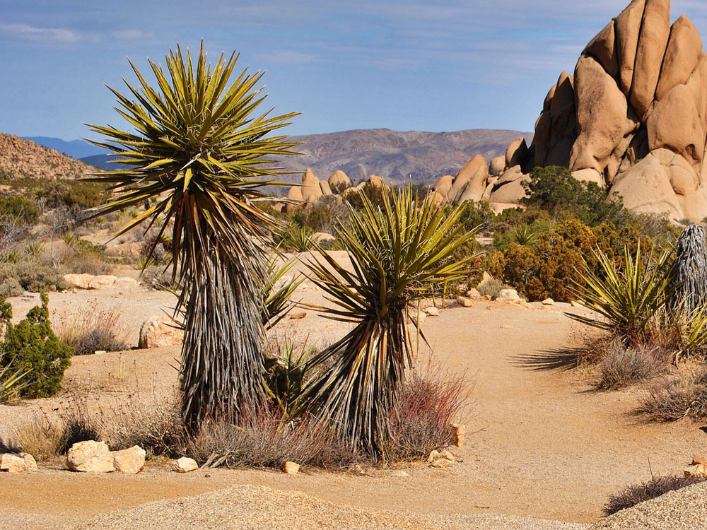 Yucca-Palmlilie