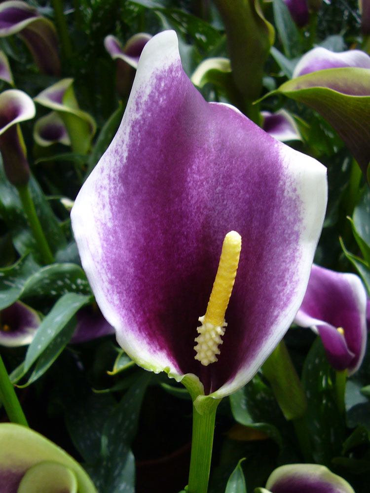 Zimmercalla Zimmercalla