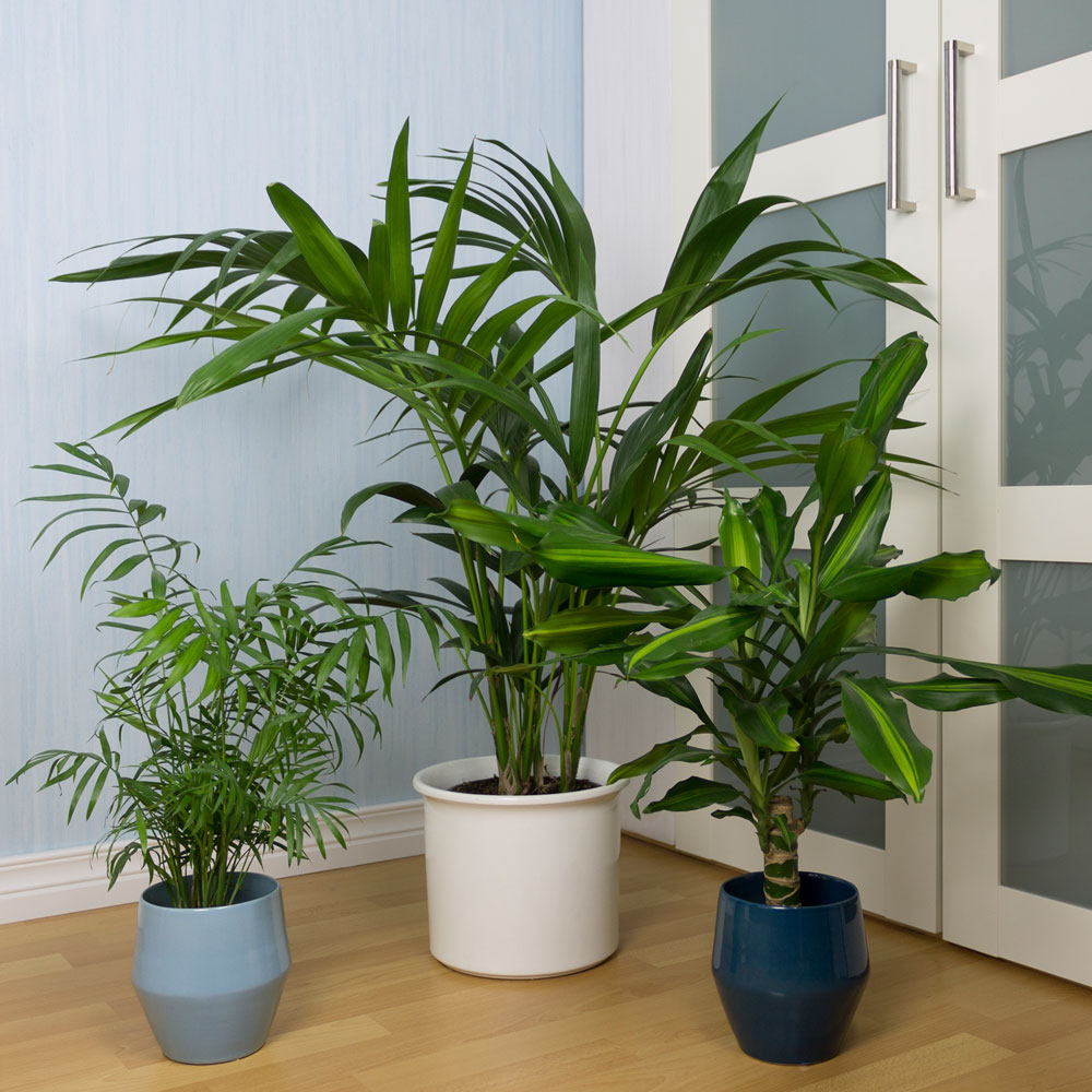 Zimmerpflanzen Zimmerpflanzen