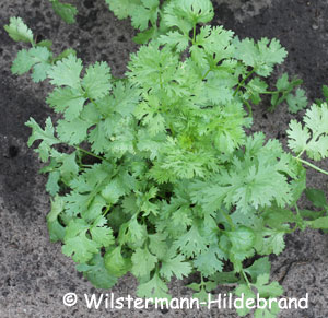 Koriander Coriandrum sativum