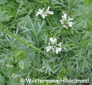 Blüten von Koriander