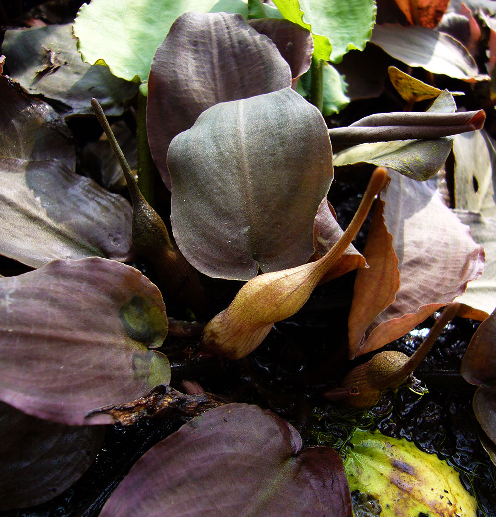 rote Form von Lagenandra meeboldii