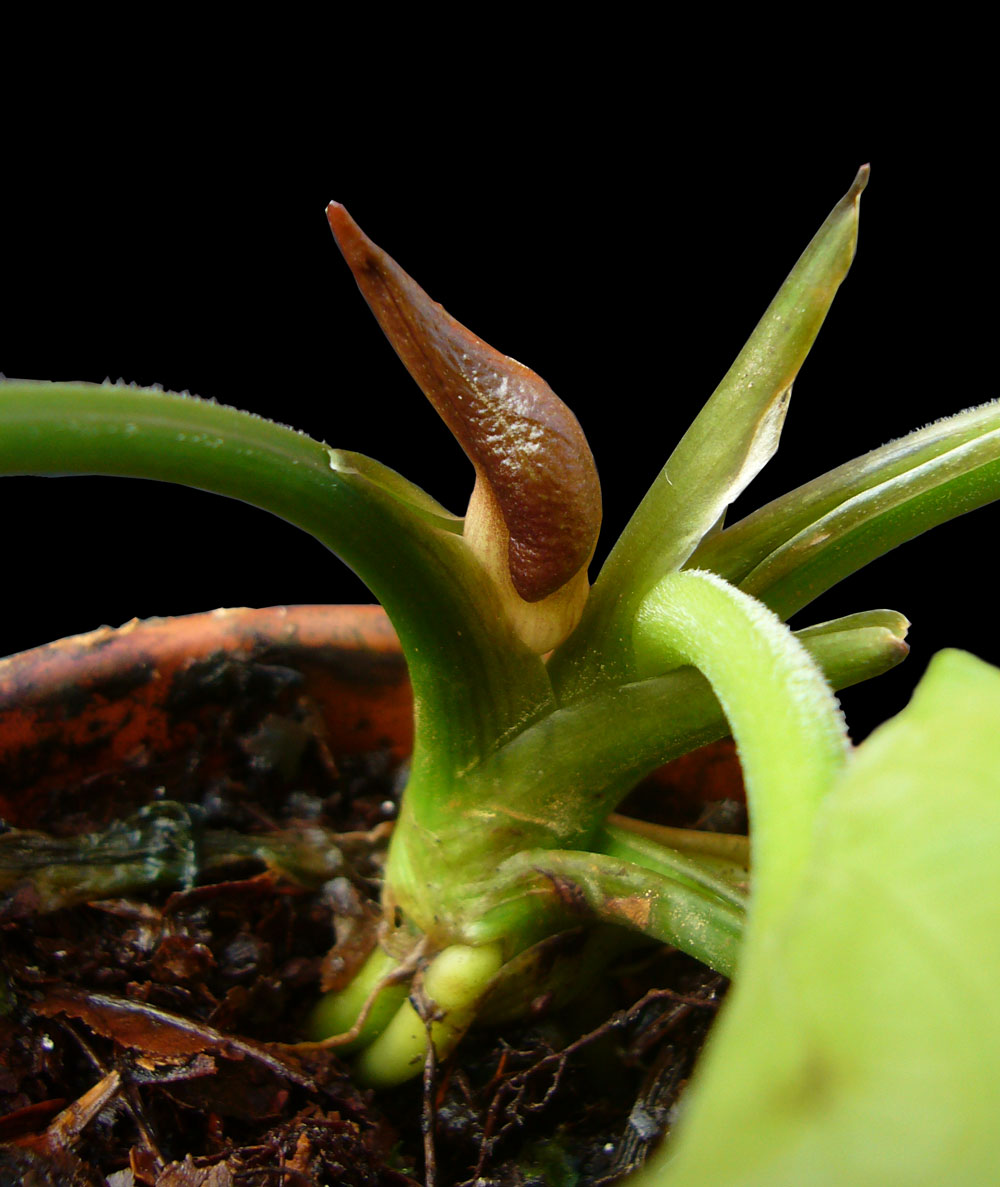 Knospe der rot blühenden Form von Lagenandra nairii