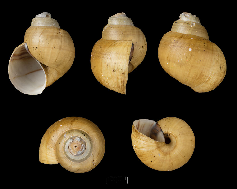 Gehäuse von Lanistes berneriana aus dem Naturkundemuseum in London