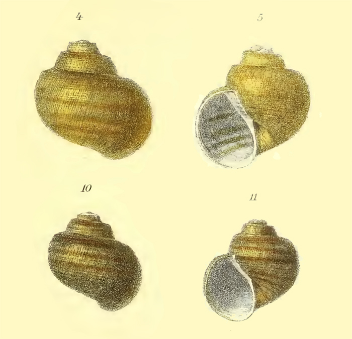 Abbildung von Lanistes bernardianus aus Kobelt 1915