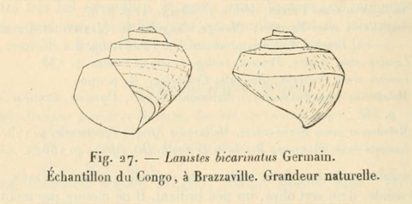 Abbildung von Lanistes bicarinatus aus der Erstbeschreibung