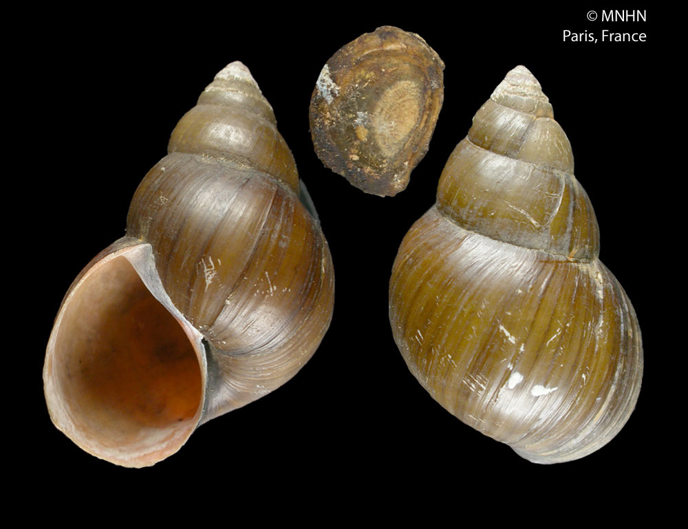 Gehäuse von Lanistes bloyeti aus dem Naturkundemuseum in Paris