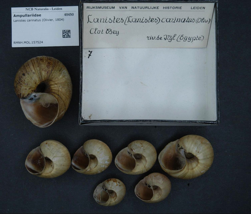 Gehäuse von Lanistes carinatus aus dem Naturkundemuseum in Leiden