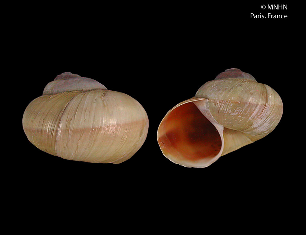 Gehäuse von Lanistes carinatus aus dem Naturkundemuseum in Paris