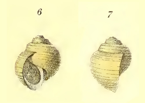 Gehäuse von Lanistes ciliatus aus Kobelt 1911 - 1915
