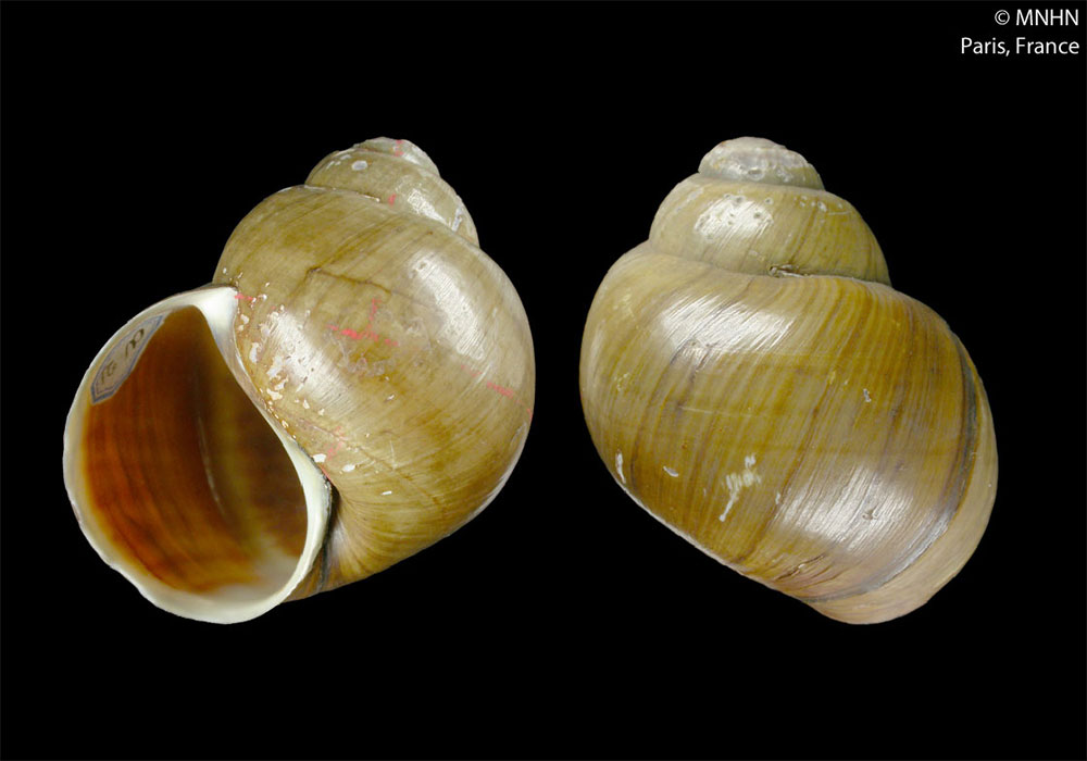 Gehäuse von Lanistes ellipticus trapeziformis aus dem Naturkundemuseum in Paris