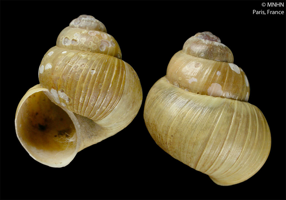 Gehäuse von Lanistes grasseti aus dem Naturkundemuseum in Paris