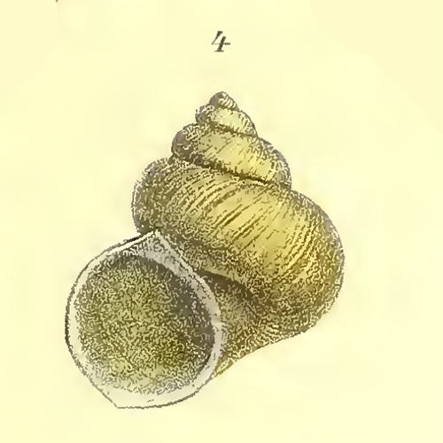 Gehäuse von Lanistes letourneuxi, Abbildung aus Kobelt 1915