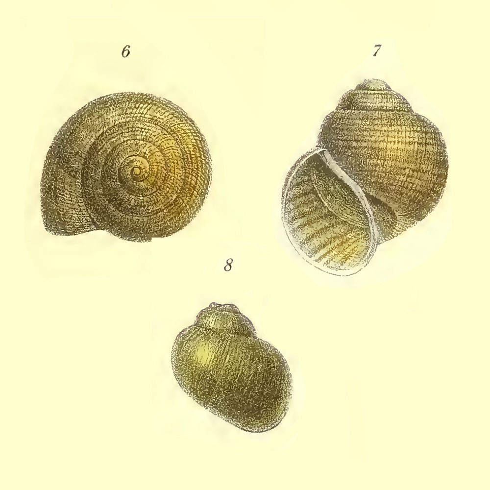 Gehäuse von Lanistes lybicus aus Kobelt