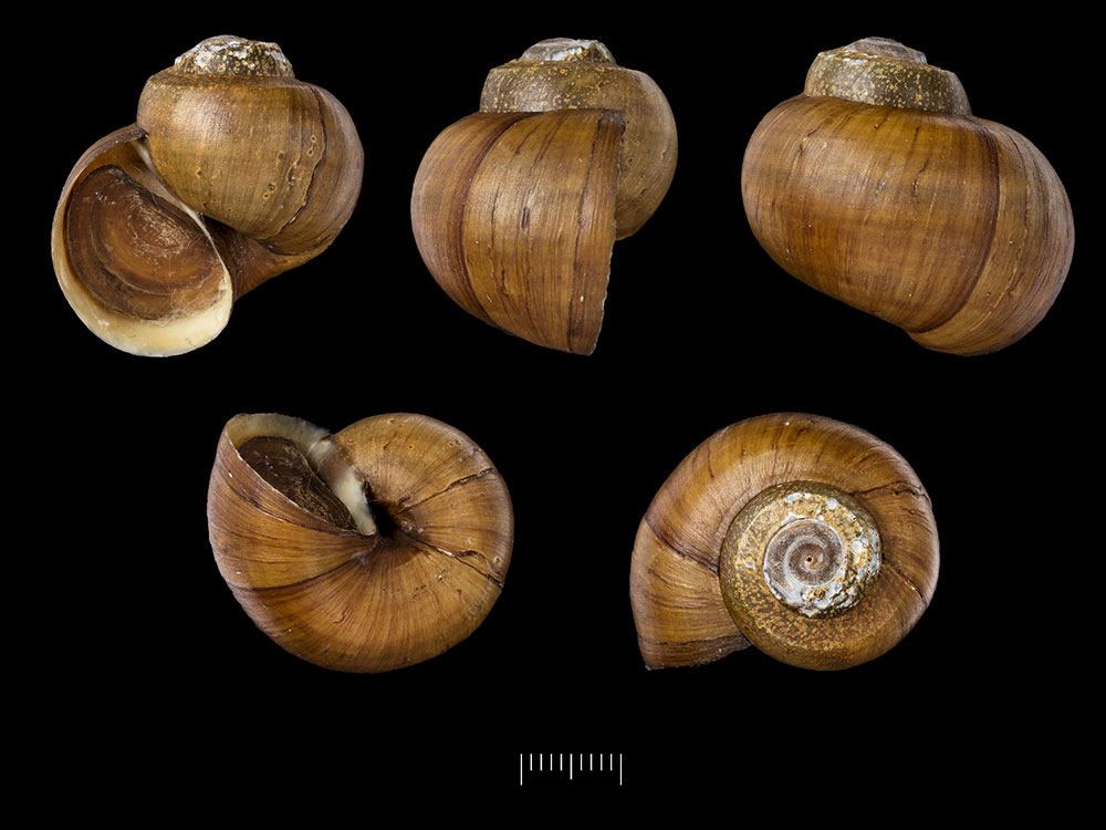 Gehäuse von Lanistes lybicus aus dem Naturkundemuseum London